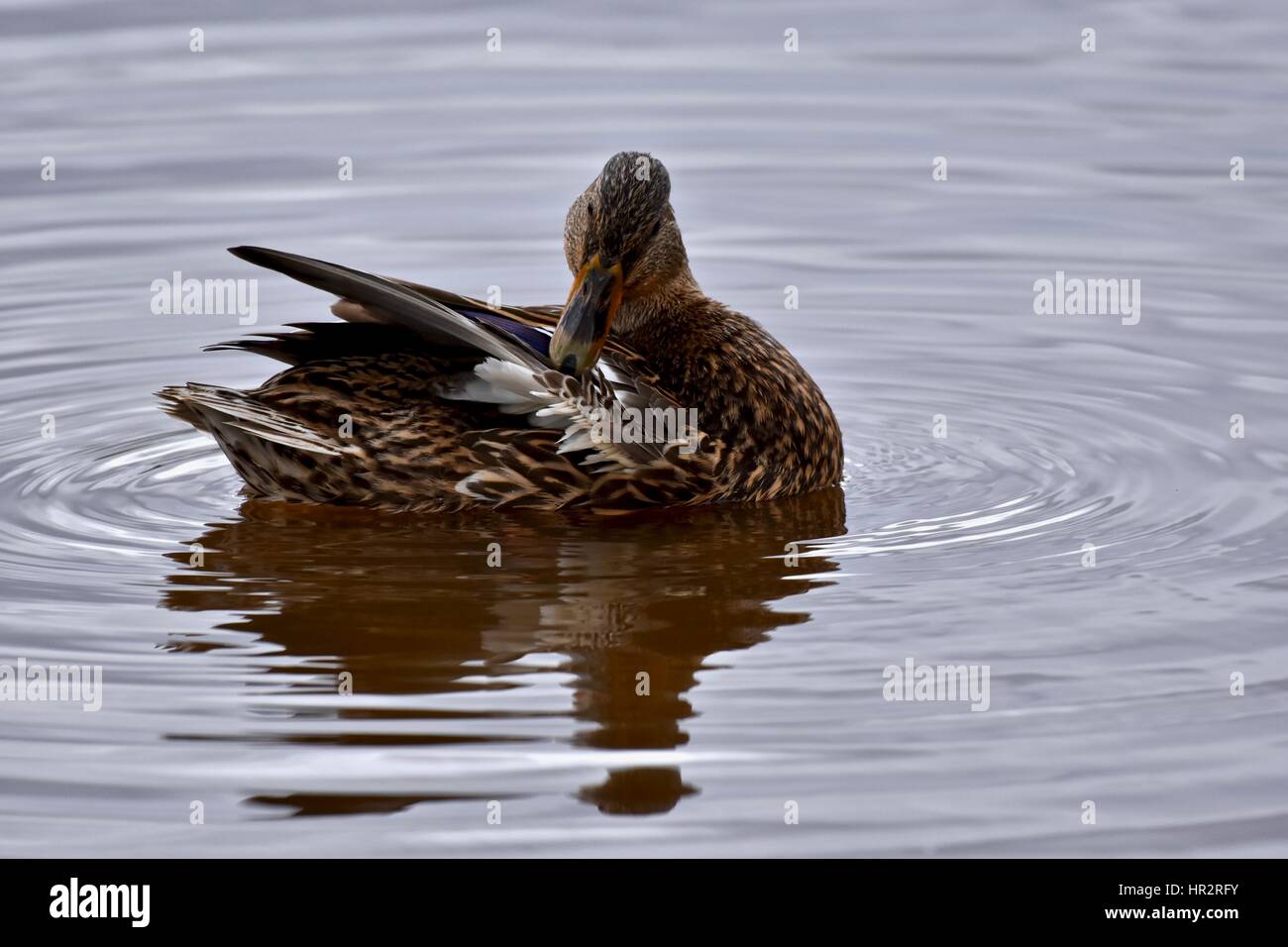 Femelle canard colvert (Anas platyrhynchos) nettoyer ses plumes Banque D'Images