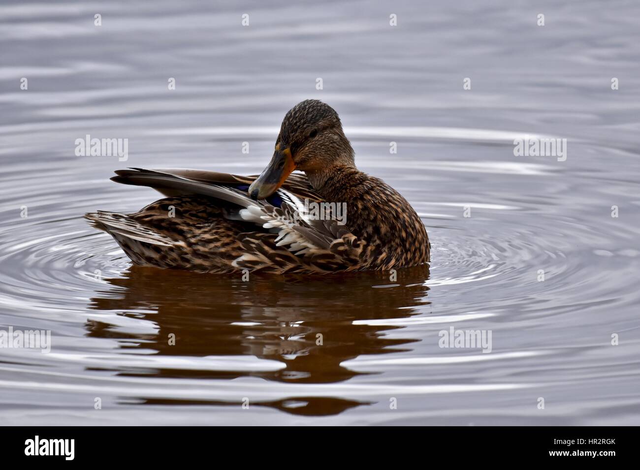 Femelle canard colvert (Anas platyrhynchos) nettoyer ses plumes Banque D'Images