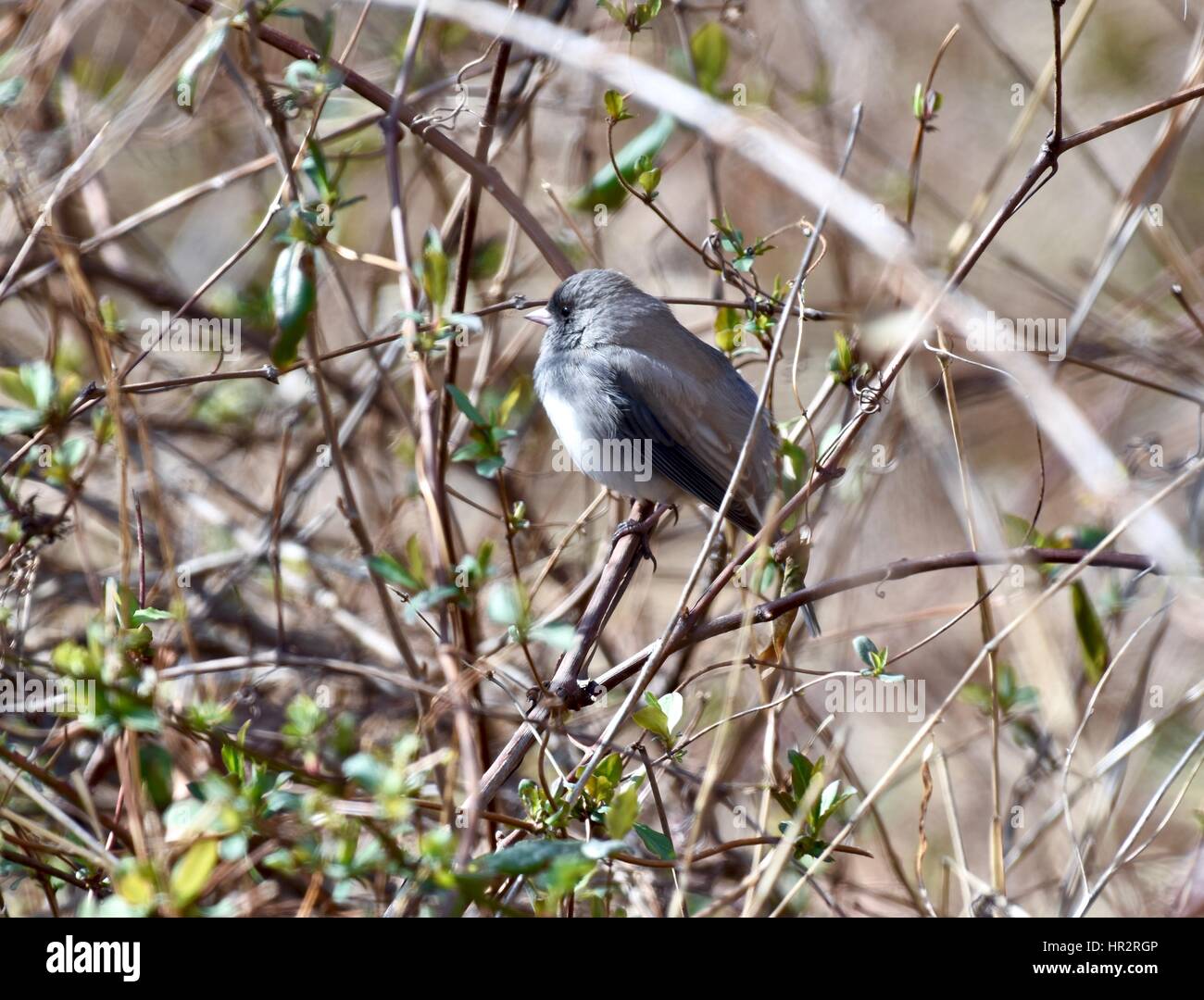 Gobemoucheron gris-bleu (Polioptila caerulea) perché dans un buisson Banque D'Images