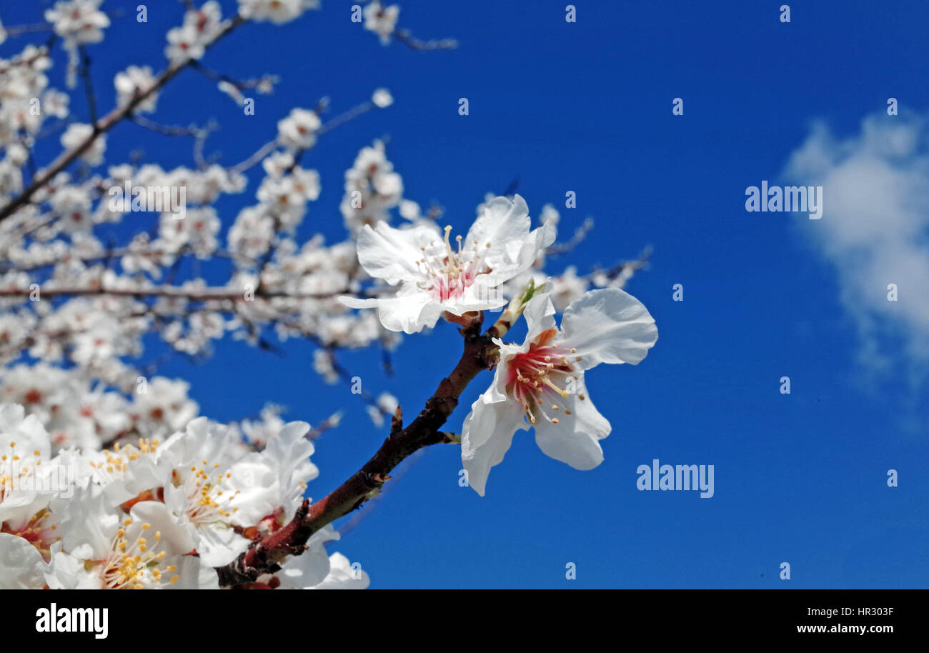 La floraison des arbres d'amande en Sardaigne Banque D'Images