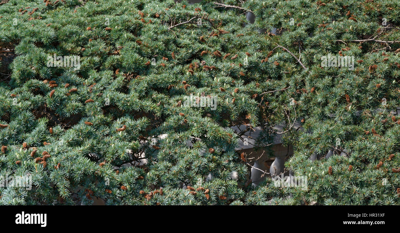 Grande assiette plate d'un grand nombre de rameaux de sapin sur cèdre du Liban avec la direction générale les cônes sont peu à la lumière du soleil comme la nature. Banque D'Images