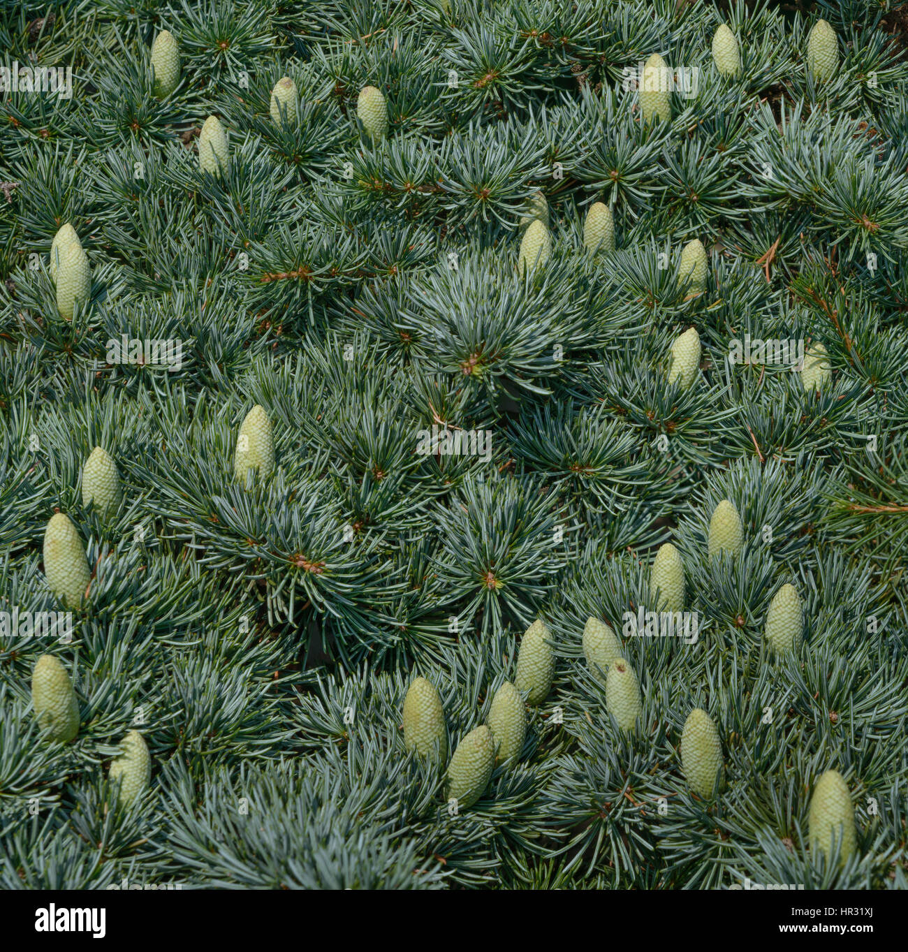 Beaucoup de petites branches de sapin sur cèdre du Liban branch avec peu de lumière du soleil que les cônes sont dans la nature. Banque D'Images