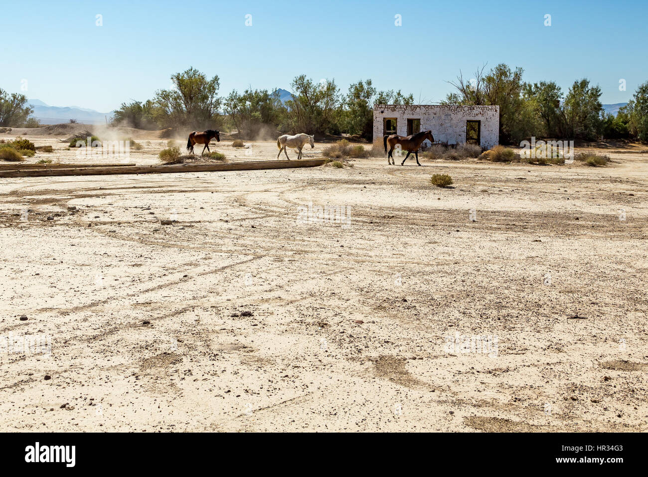 Chevaux sauvages passent devant un immeuble abandonné qui se trouve à côté de la route près de Death Valley Junction dans la région sauvage des montagnes de funérailles, Calif. Banque D'Images
