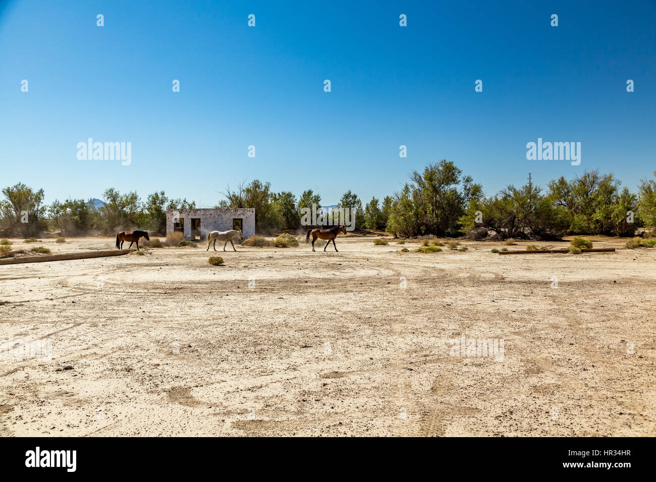 Chevaux sauvages passent devant un immeuble abandonné qui se trouve à côté de la route près de Death Valley Junction dans la région sauvage des montagnes de funérailles, Calif. Banque D'Images