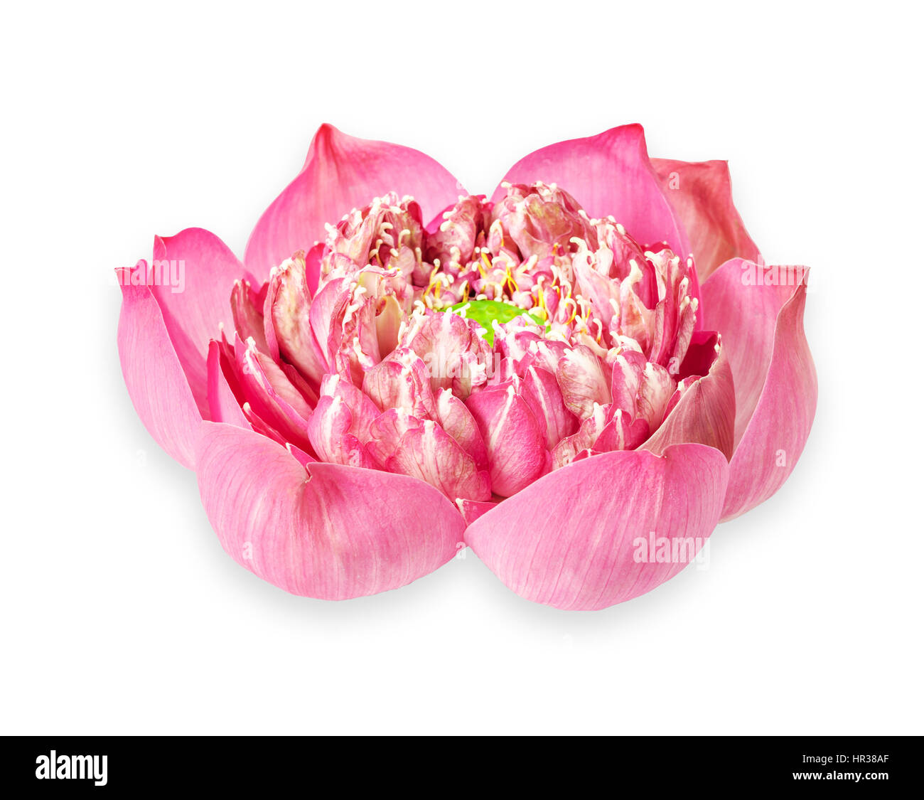 Fleur de lotus rose en fleurs isolé sur fond blanc, Sauvé chemin de détourage. Banque D'Images