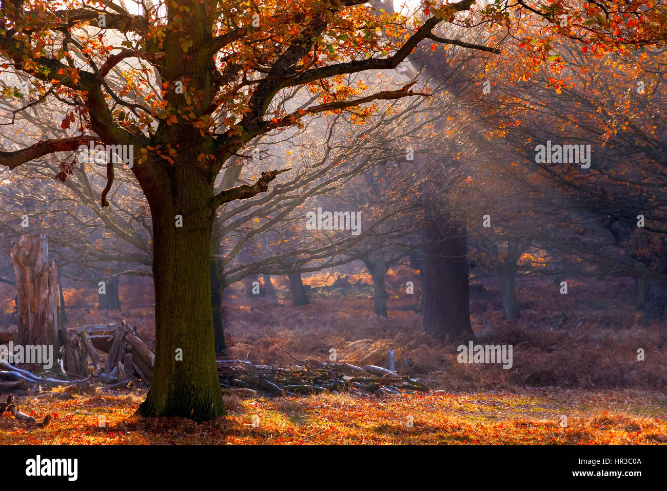 Rayons de soleil de passer par woods à Richmond Park, Londres Banque D'Images