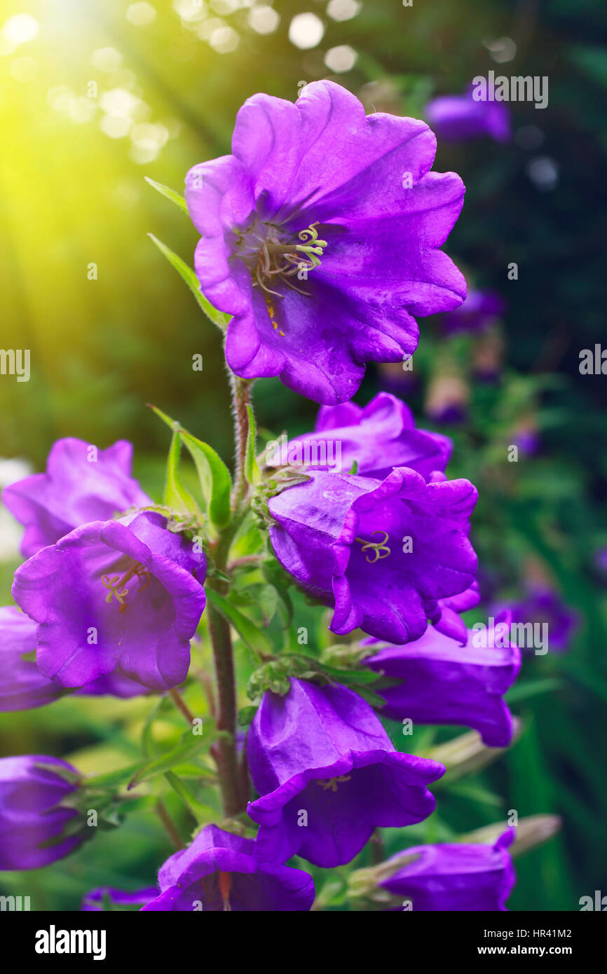 Campanula croissant dans le jardin d'été. Banque D'Images