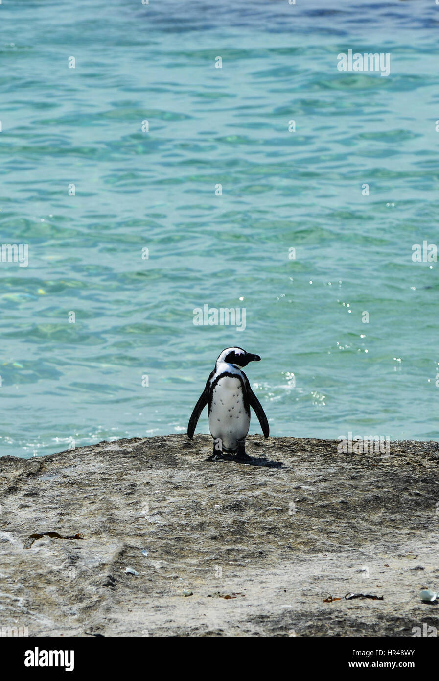 Pingouins africains profiter du soleil sur la plage de Boulders, Western Cape, Afrique du Sud. Banque D'Images