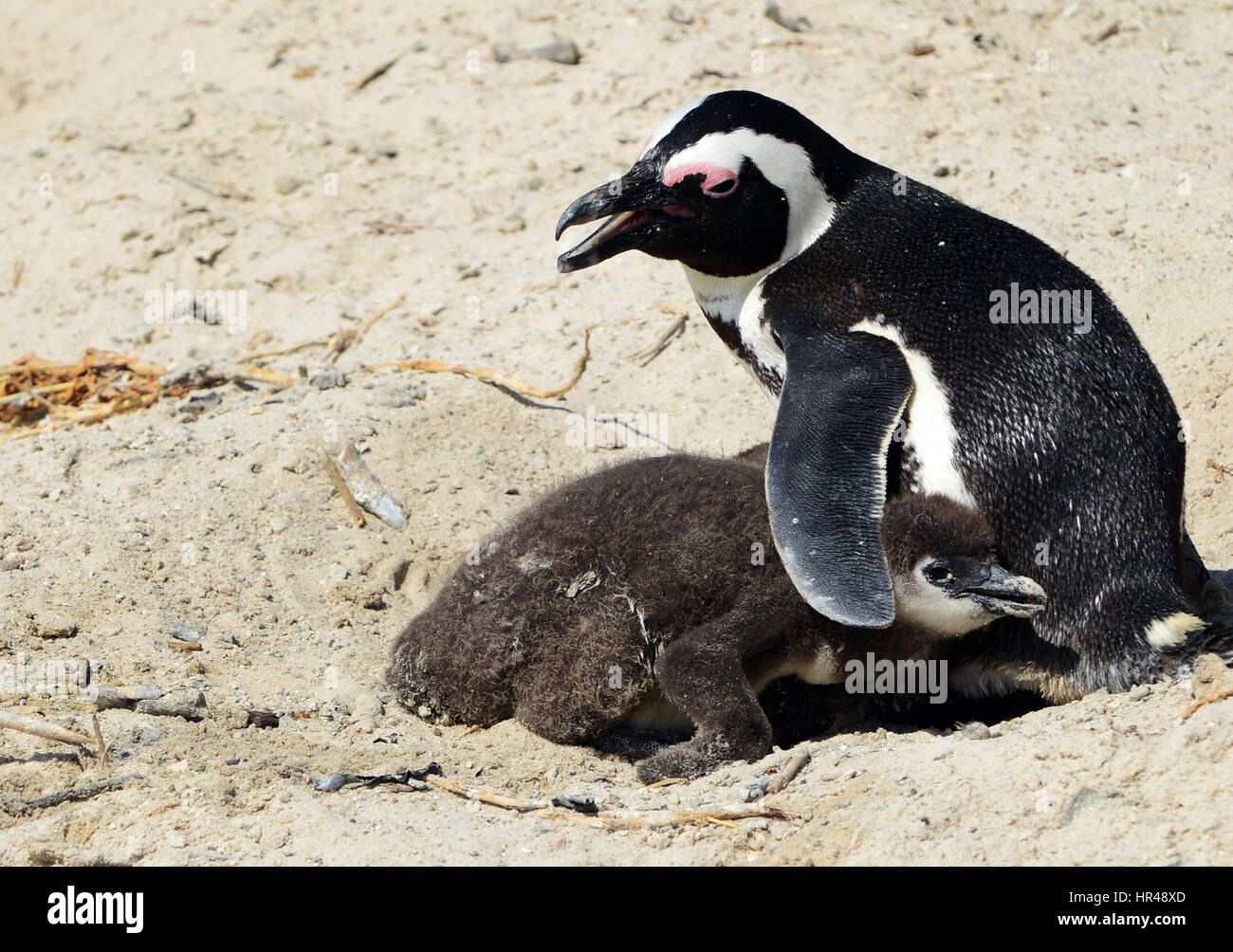 Un manchot avec son jeune poussin sur la plage de Boulders, Western Cape, Afrique du Sud. Banque D'Images