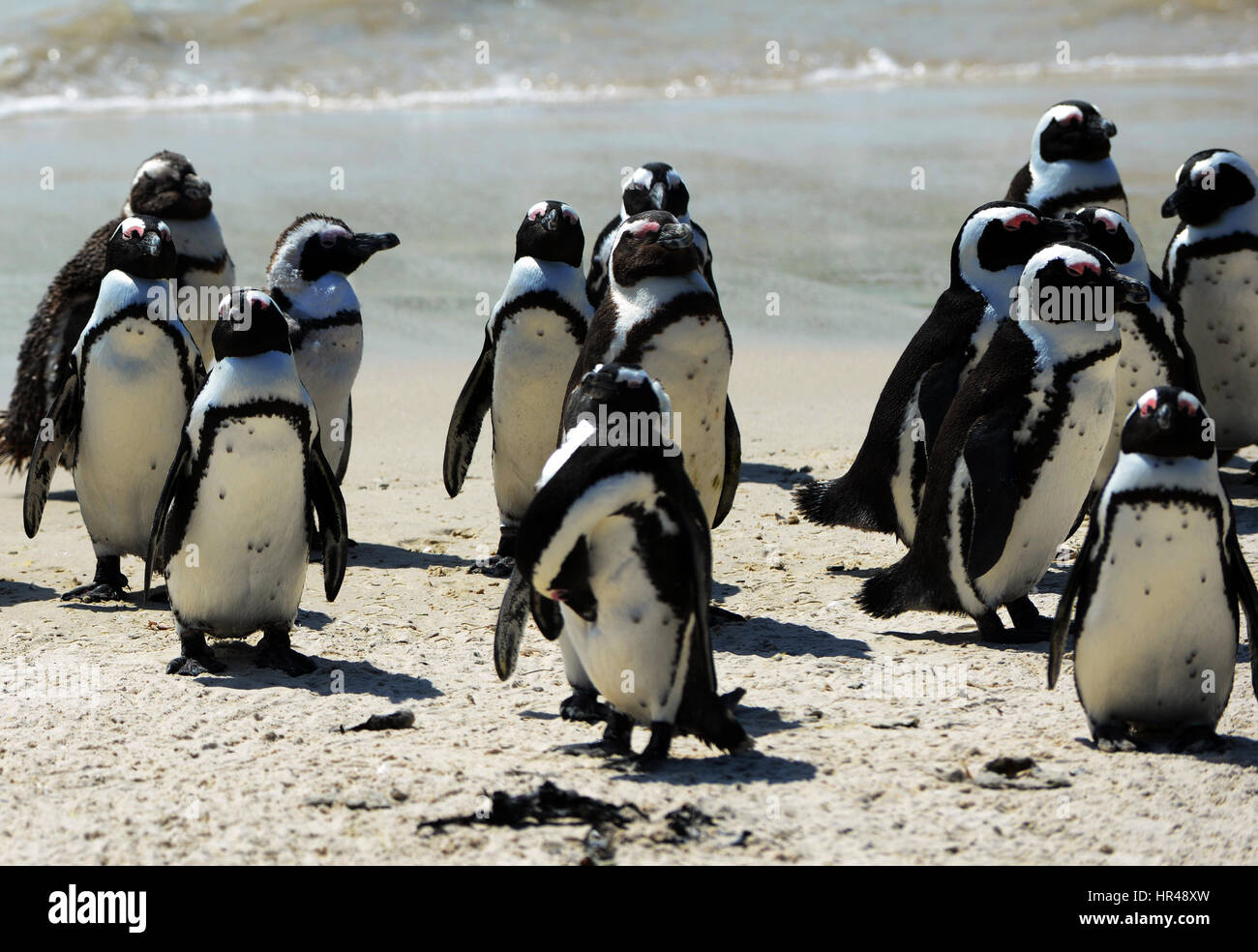 Pingouins africains profiter du soleil sur la plage de Boulders, Western Cape, Afrique du Sud. Banque D'Images