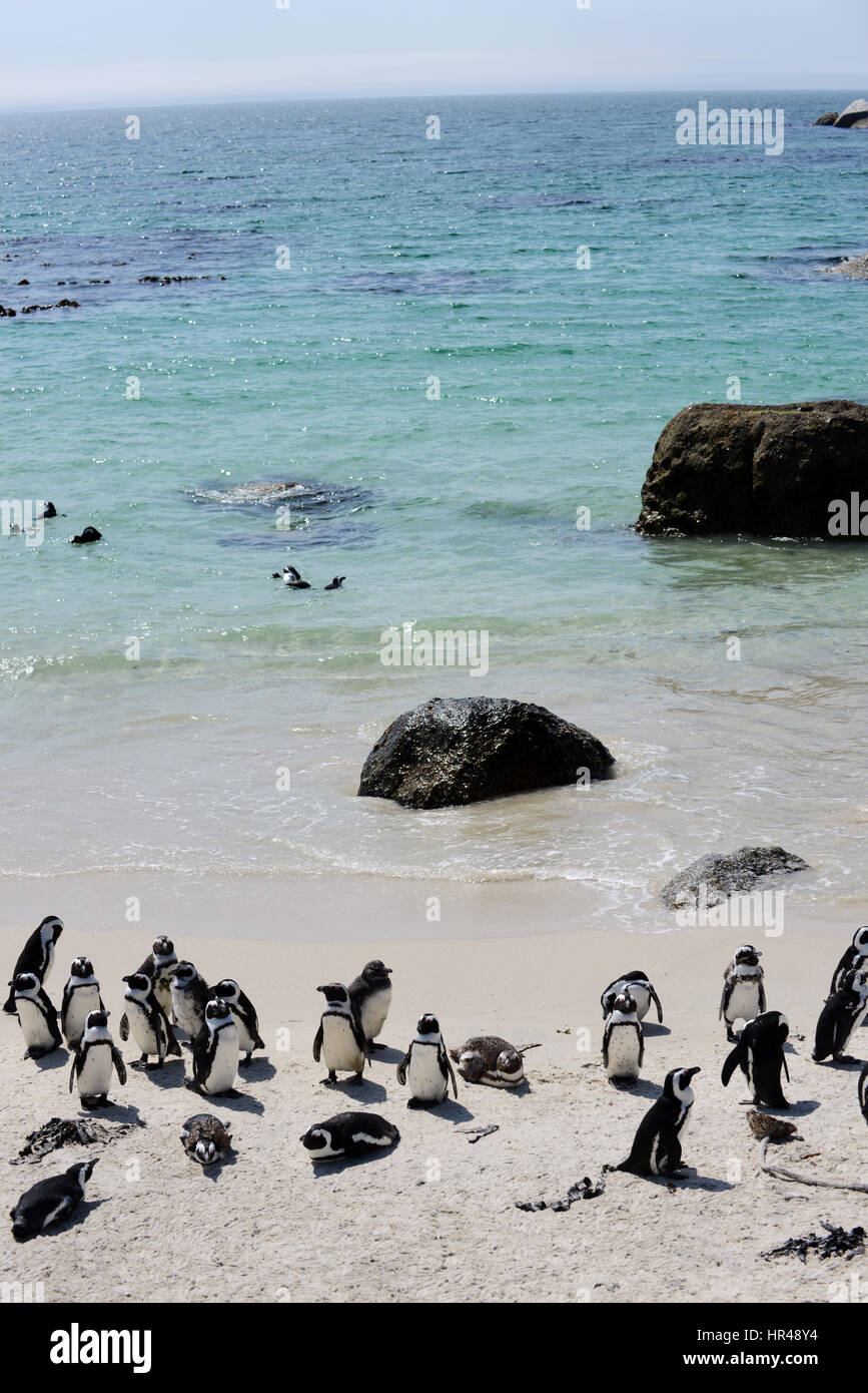 Pingouins africains profiter du soleil sur la plage de Boulders, Western Cape, Afrique du Sud. Banque D'Images