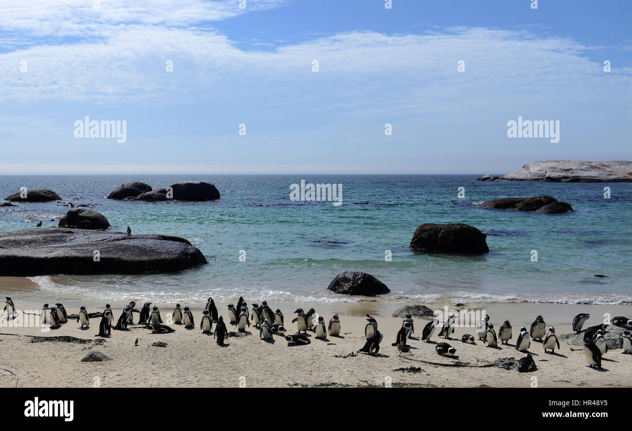 Pingouins africains profiter du soleil sur la plage de Boulders, Western Cape, Afrique du Sud. Banque D'Images