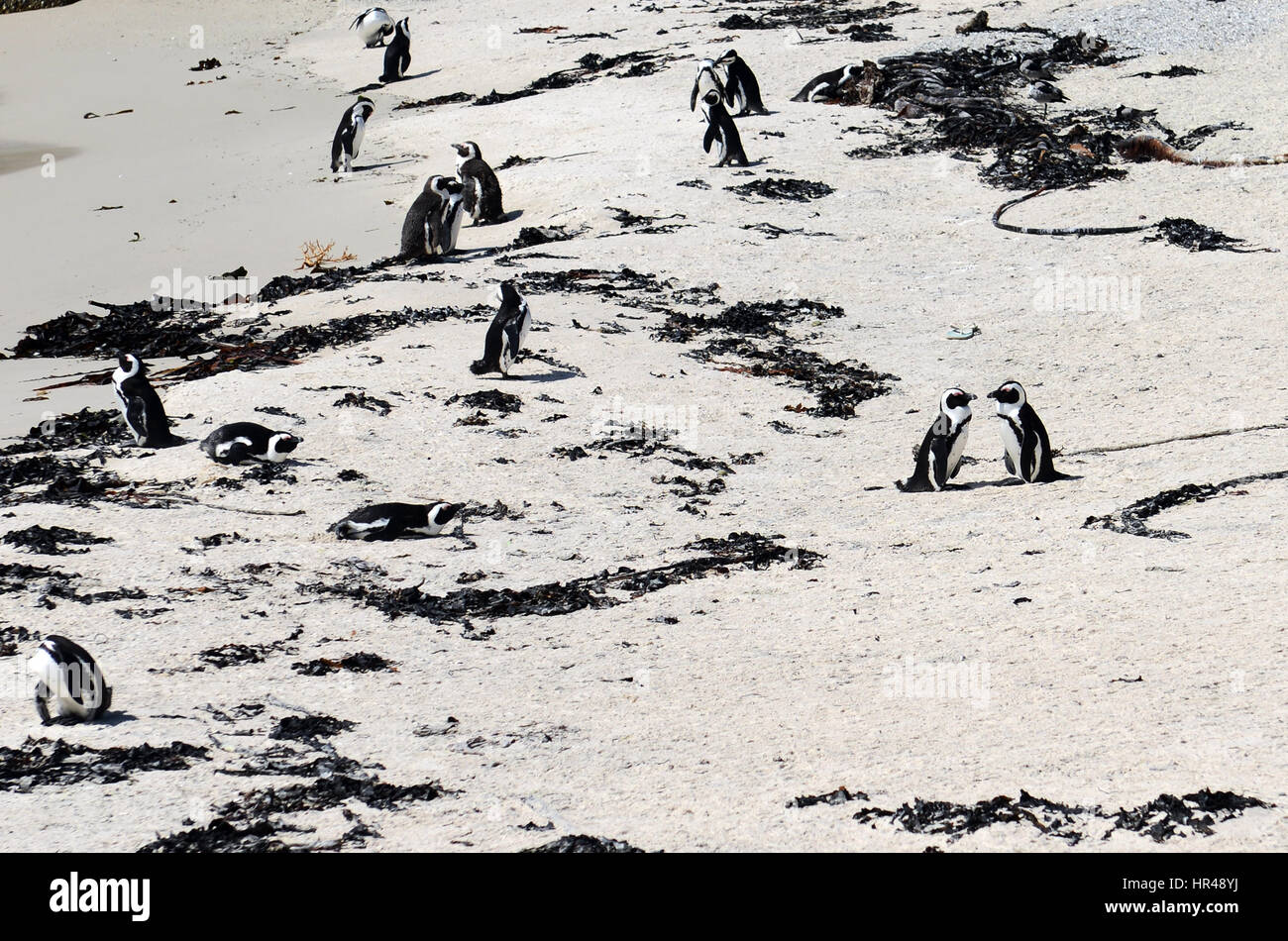 Pingouins africains profiter du soleil sur la plage de Boulders, Western Cape, Afrique du Sud. Banque D'Images