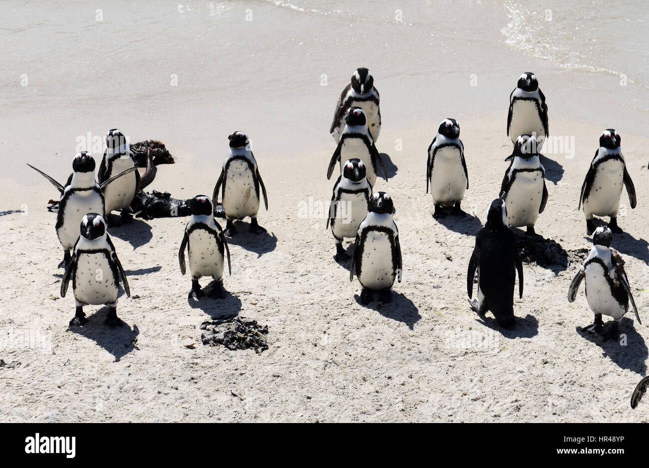 Pingouins africains profiter du soleil sur la plage de Boulders, Western Cape, Afrique du Sud. Banque D'Images