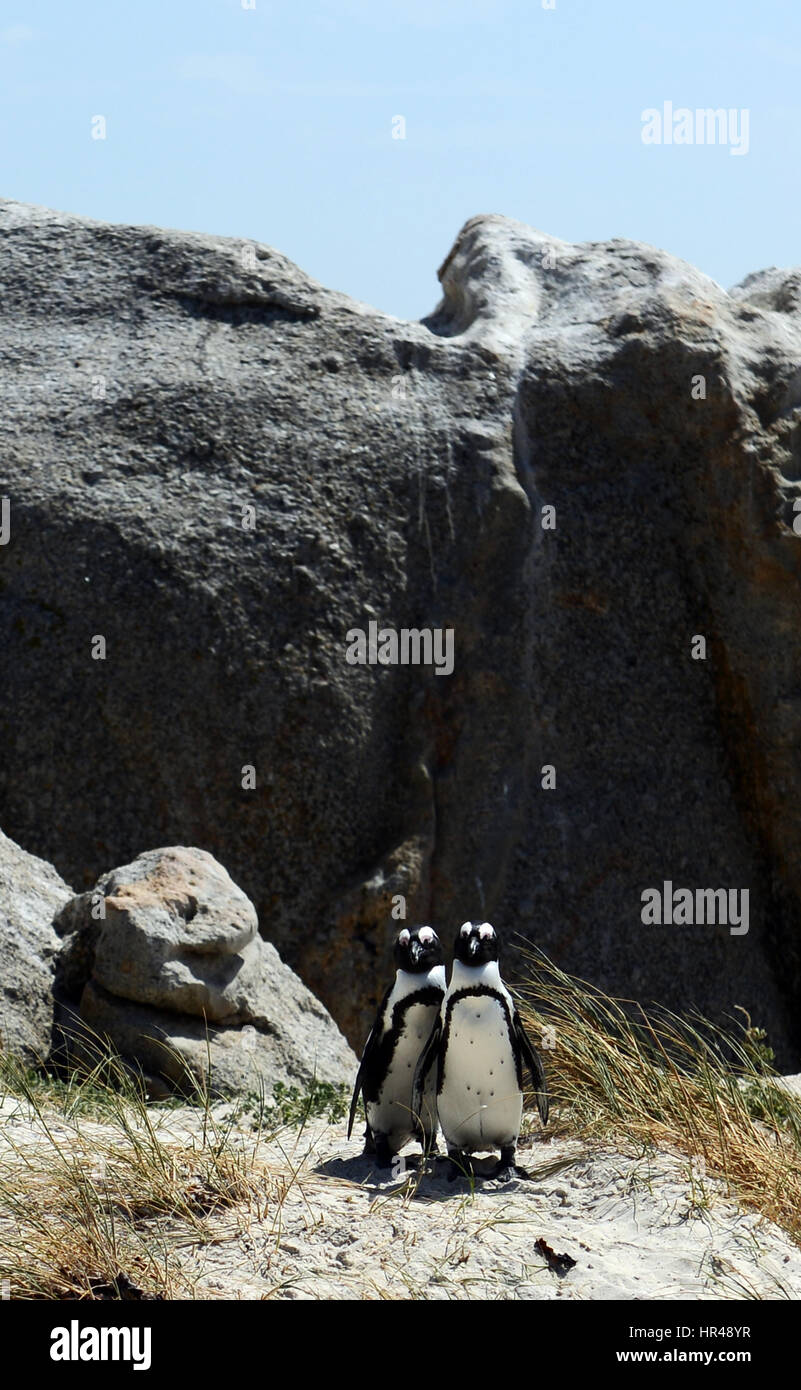 Pingouins africains profiter du soleil sur la plage de Boulders, Western Cape, Afrique du Sud. Banque D'Images