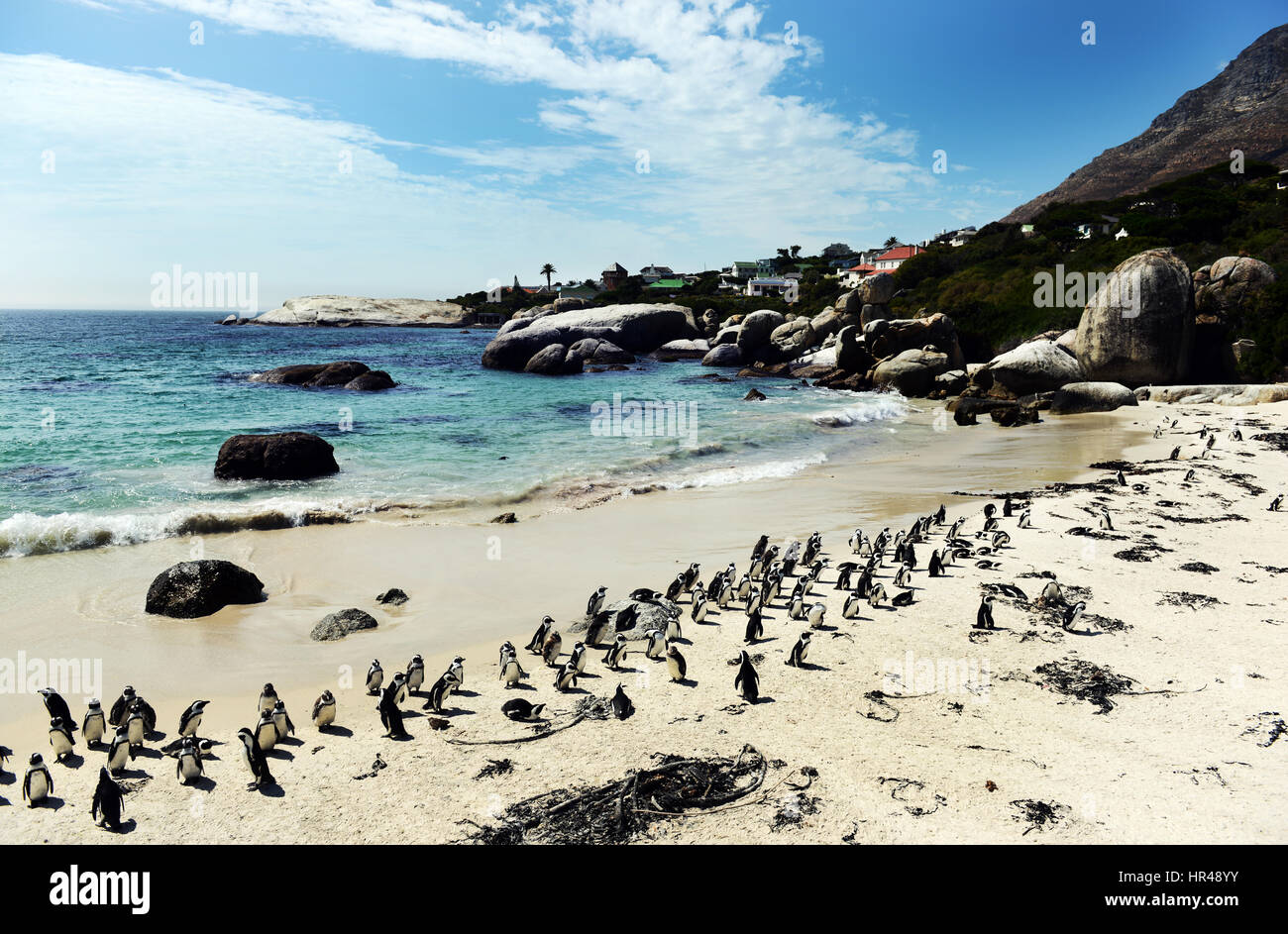 Pingouins africains profiter du soleil sur la plage de Boulders, Western Cape, Afrique du Sud. Banque D'Images