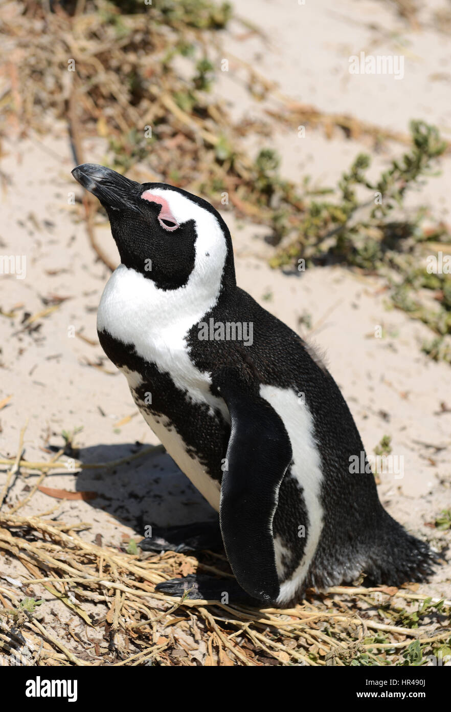 Pingouins africains profiter du soleil sur la plage de Boulders, Western Cape, Afrique du Sud. Banque D'Images