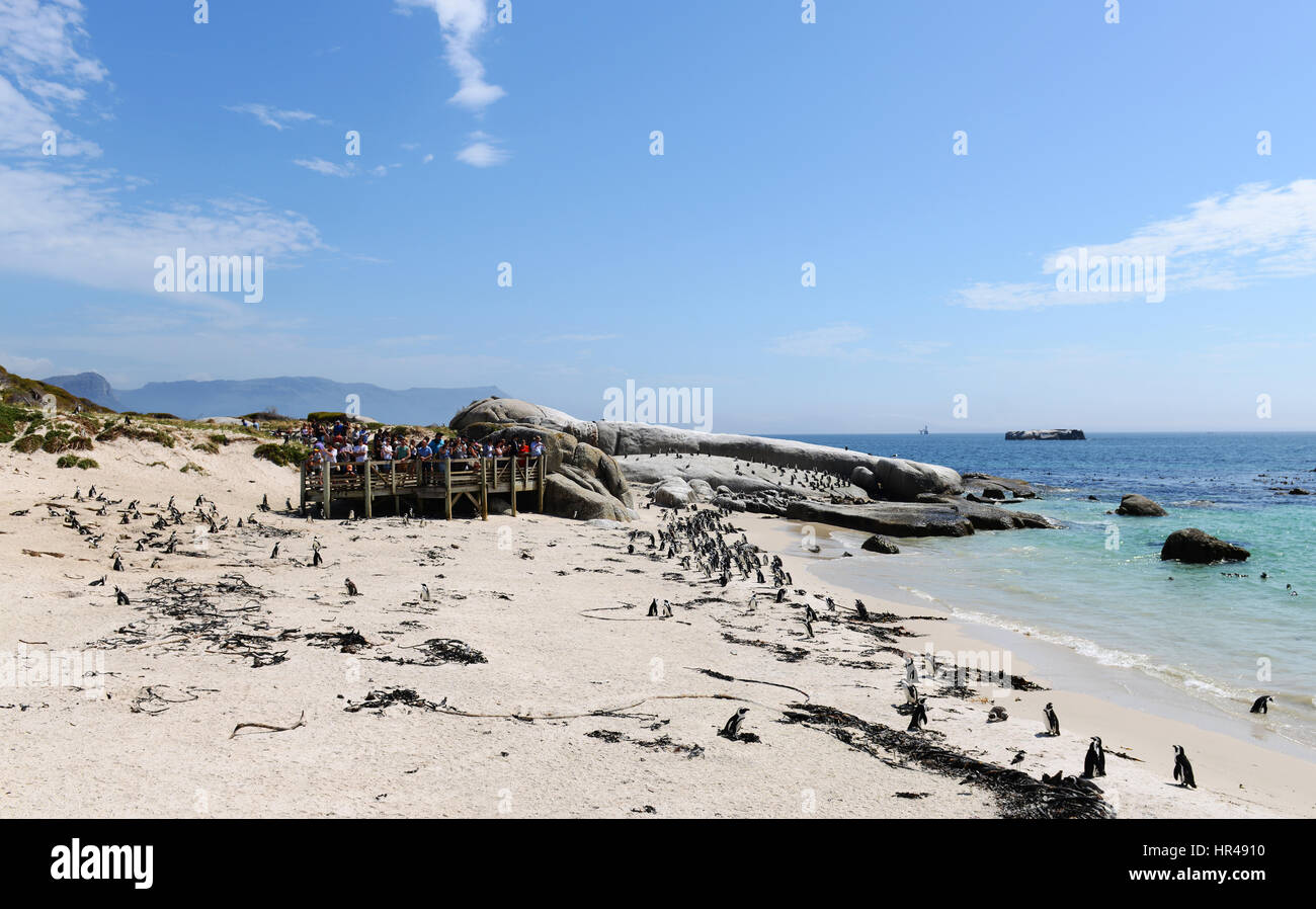 Un groupe d'apprécier regarder une colonie de pingouins sur la plage de Boulders, Western Cape, Afrique du Sud. Banque D'Images