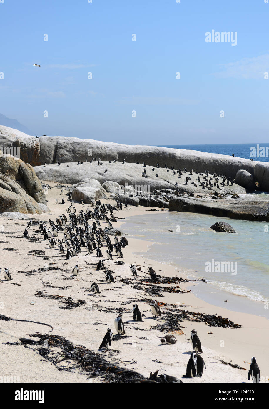 Pingouins africains profiter du soleil sur la plage de Boulders, Western Cape, Afrique du Sud. Banque D'Images