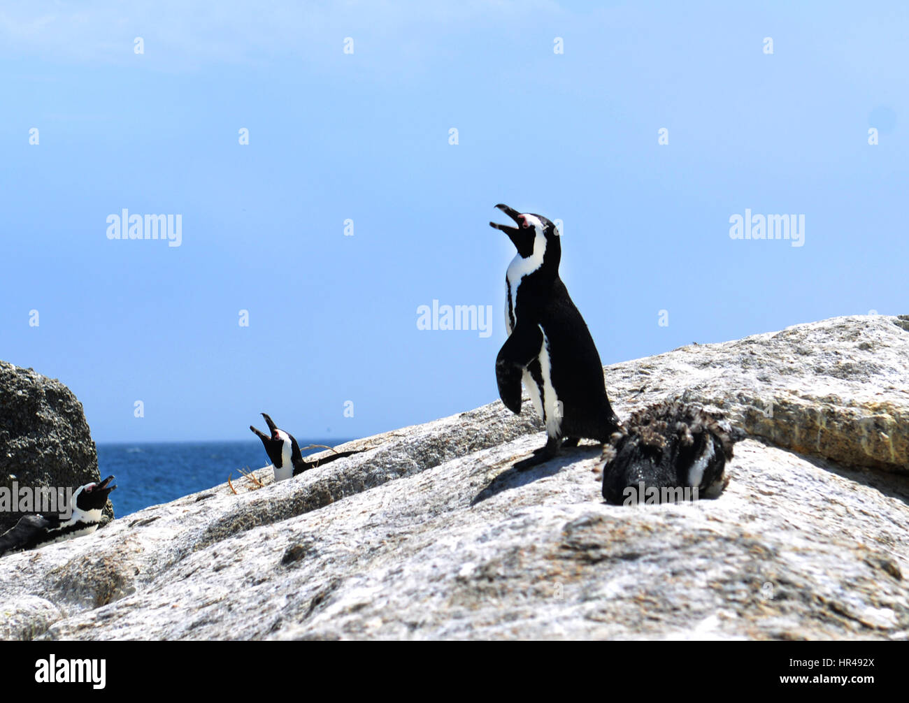 Pingouins africains profiter du soleil sur la plage de Boulders, Western Cape, Afrique du Sud. Banque D'Images
