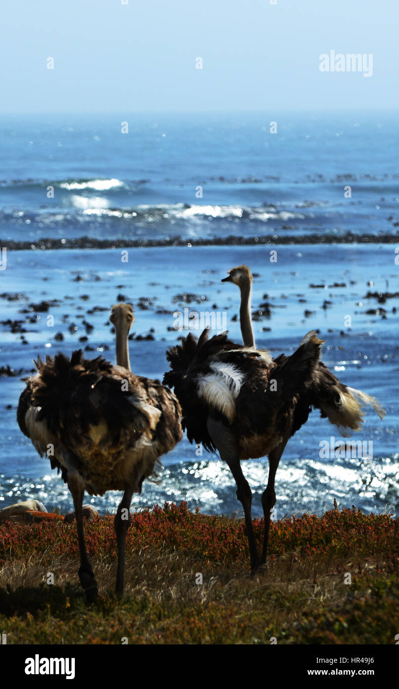 Autruche d'Afrique (Struthio camelus) à côté de la plage, près du Cap de Bonne Espérance, Western Cape, Afrique du Sud Banque D'Images