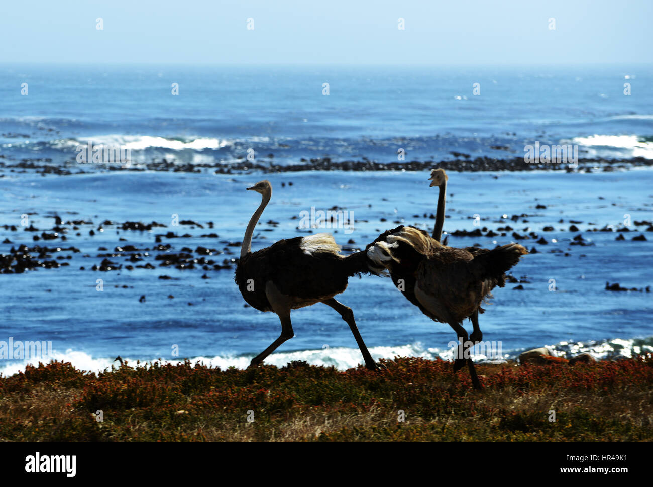 Autruche d'Afrique (Struthio camelus) à côté de la plage, près du Cap de Bonne Espérance, Western Cape, Afrique du Sud Banque D'Images