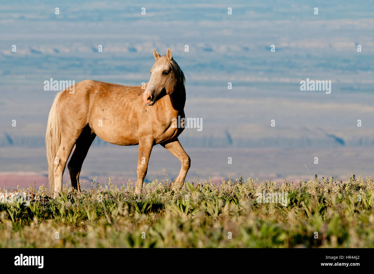 (Mustang Wild horse) à Pryor Mountains, Montana USA Banque D'Images