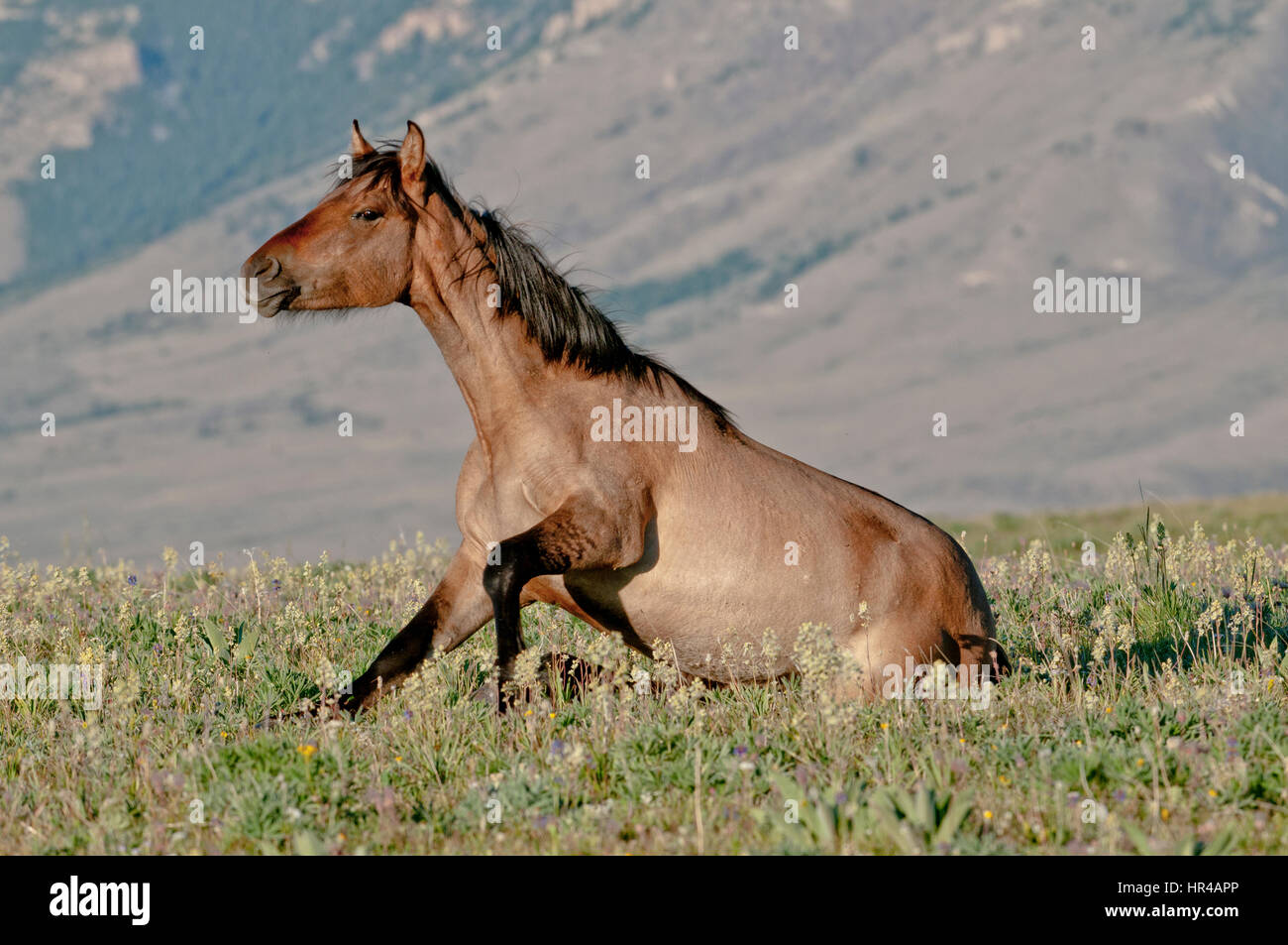 Wild horse (Mustang) dans les Montagnes Pryor Gamme cheval sauvage dans le sud de Montana se lever Banque D'Images