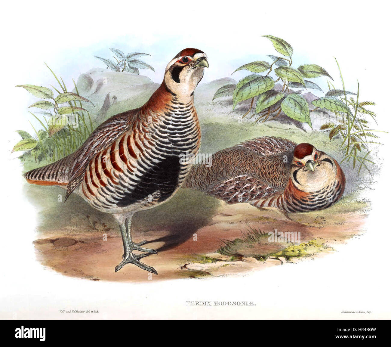 Perdix hodgsoniae BirdsAsiaJohnGoVIGoul Banque D'Images