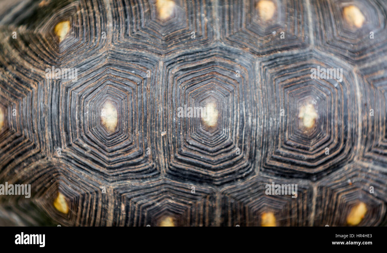 Détail d'une image de la tortue à pattes rouges en coquille St Bart's Banque D'Images