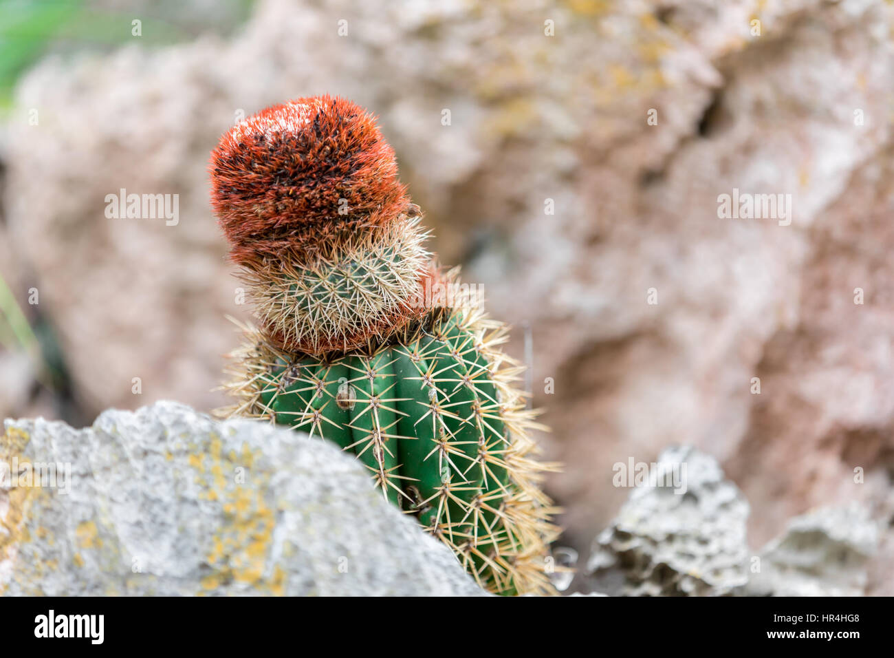 Cactus poussant dans et entre les rochers à St Bart's Banque D'Images