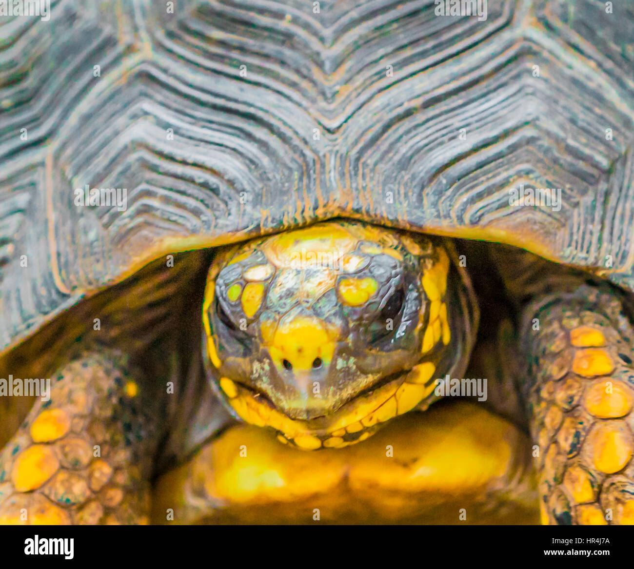 La tortue à pattes rouges à St Barth Banque D'Images