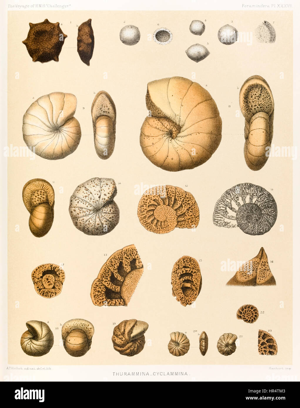 « Thurammina-Cyclammina foraminifères (PL. XXXVII)" à partir de 'Le Voyage de l'HMS "Challenger"1873-76' publié en 1884. Illustration d'A.T. Hollick. Banque D'Images