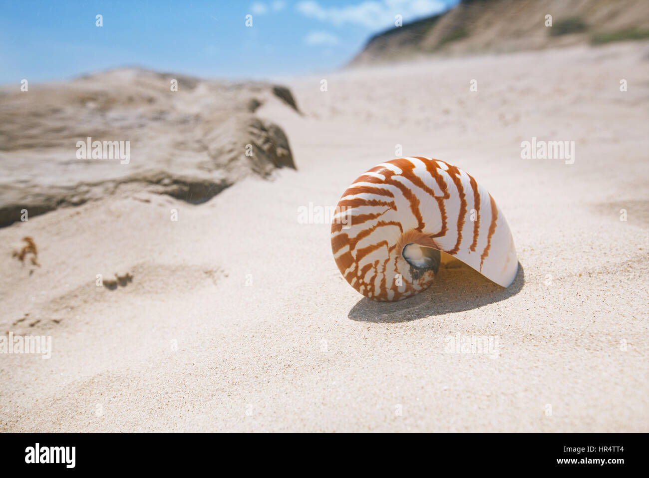 Nautilus shell sur plage de sable fin et vagues près de Bournemouth, Royaume-Uni. shallow dof Banque D'Images