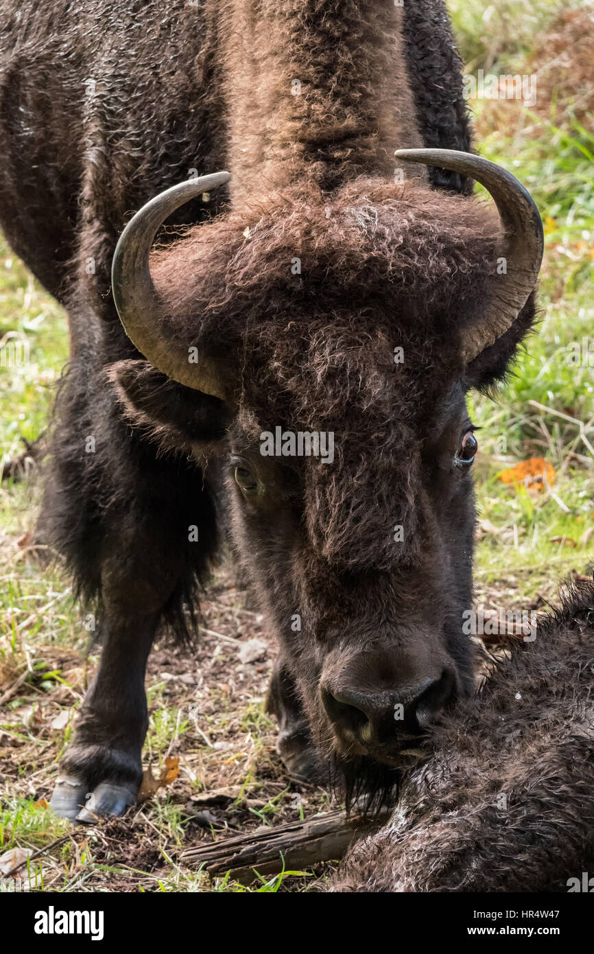 Une autre femelle American Bison bison au Northwest nuzzling Trek Wildlife Park, près de Washington, aux États-Unis, d'Eatonville Banque D'Images