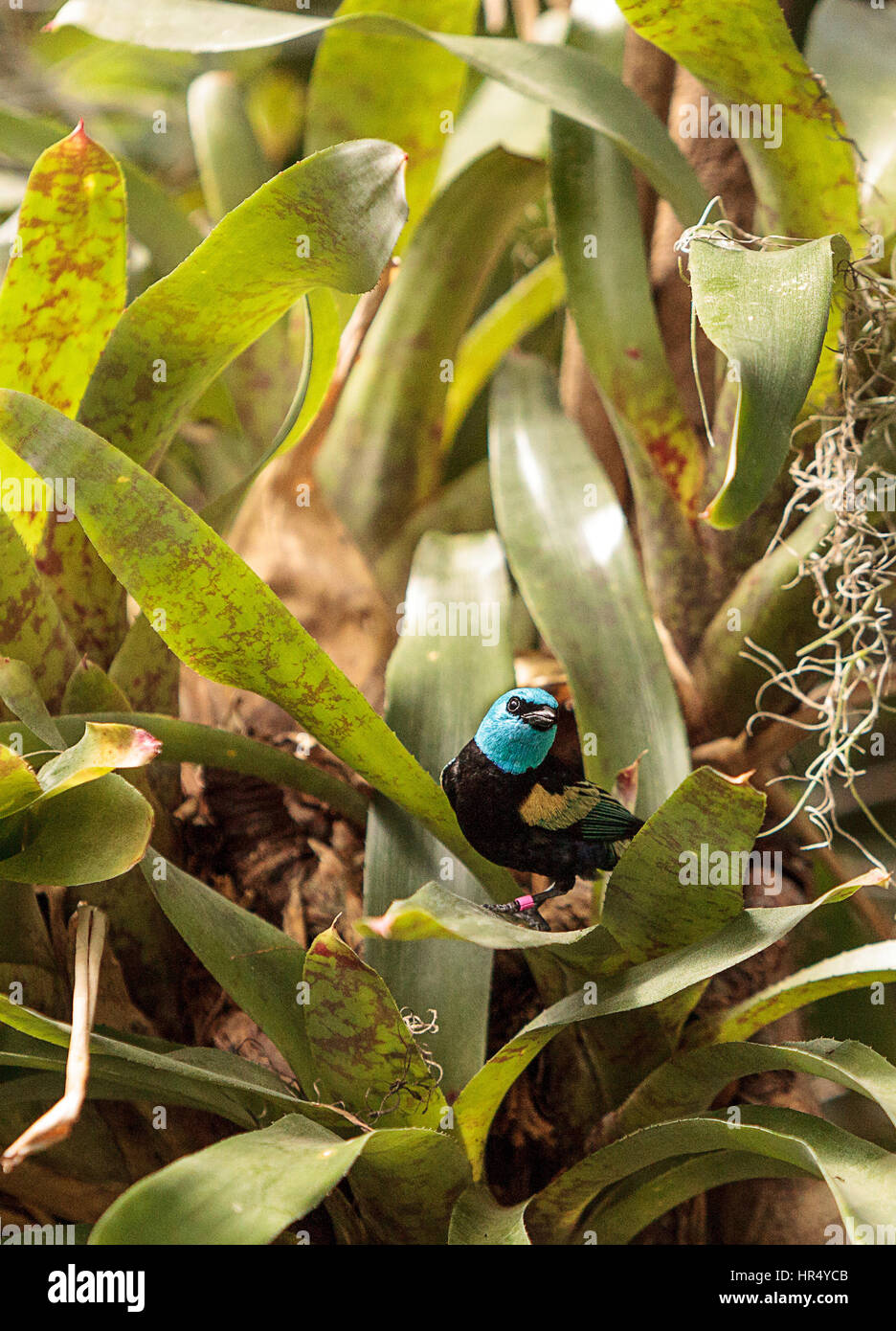 Calliste à cou bleu Nom scientifique de Tangara cyanicoilis est trouvé dans le Centre de Colombie-Britannique. Banque D'Images