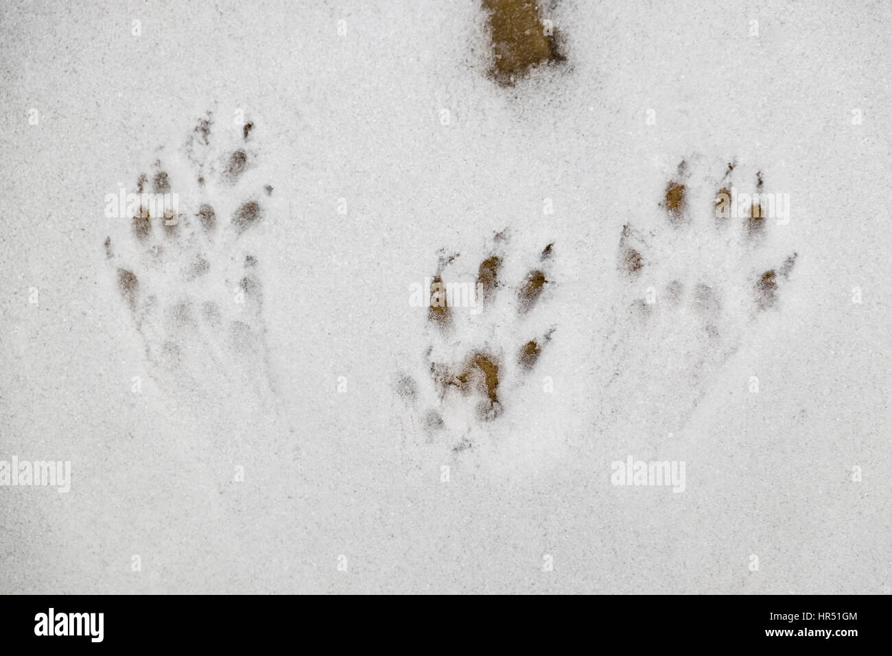 L'écureuil roux européen des empreintes de pas dans la neige Banque D'Images