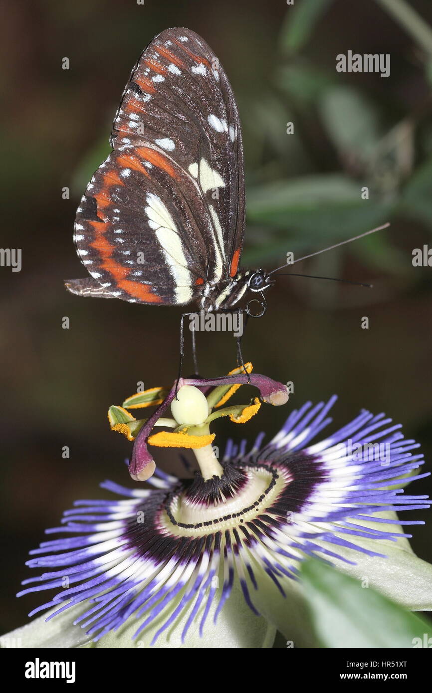 POSTMAN BUTTERFLY Heliconius melpomene sur la passion des fleurs Banque D'Images