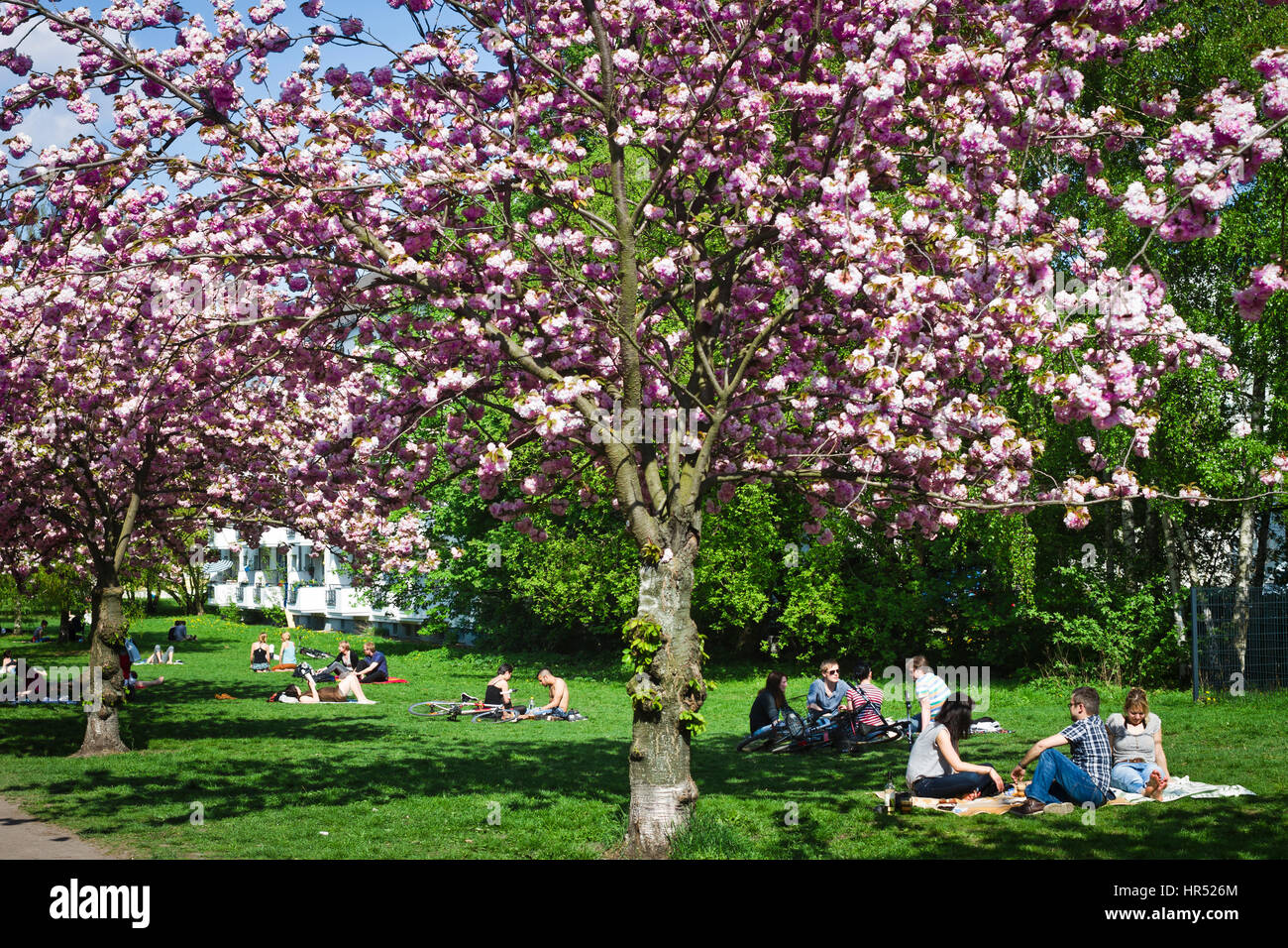 Les gens apprécient le soleil de printemps dans un parc avec des cerisiers à Berlin, Allemagne. Banque D'Images