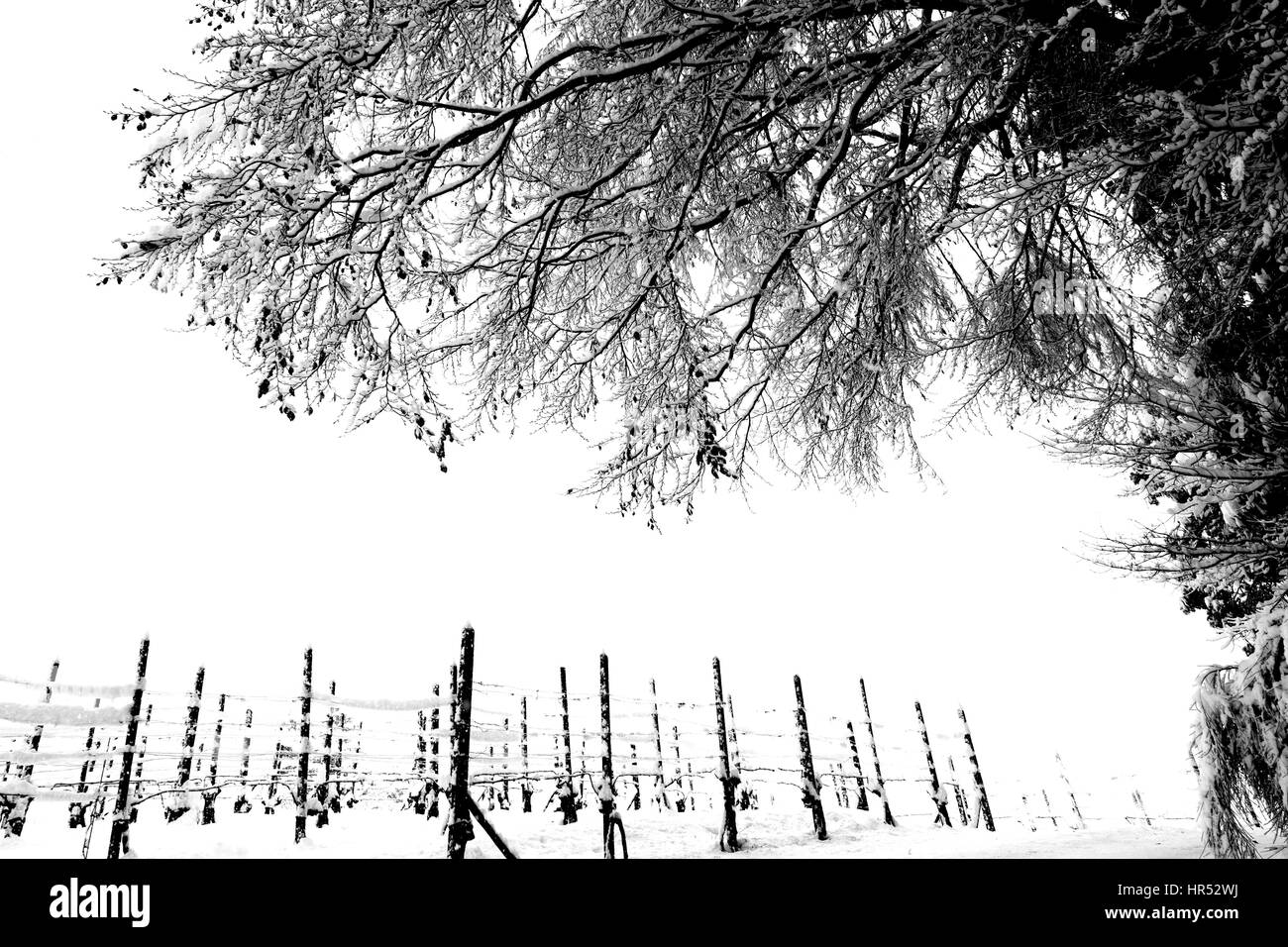 La Suisse, le Canton du Tessin,neige,vigne,Contra Banque D'Images
