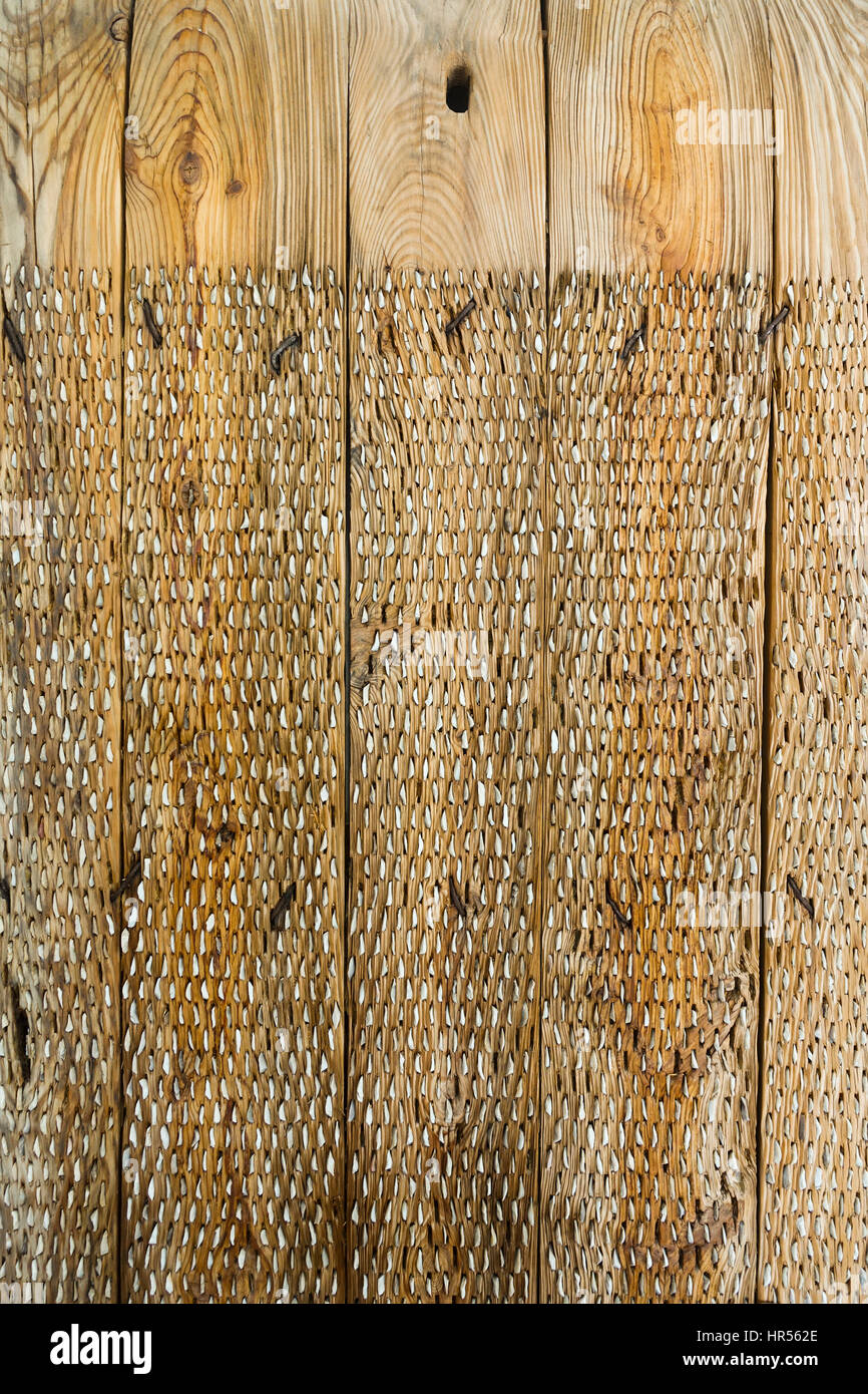 Tableau de battage vintage avec flocons lithique espagnol pour séparer les céréales de leur paille. Musée ethnologique Mijas Banque D'Images