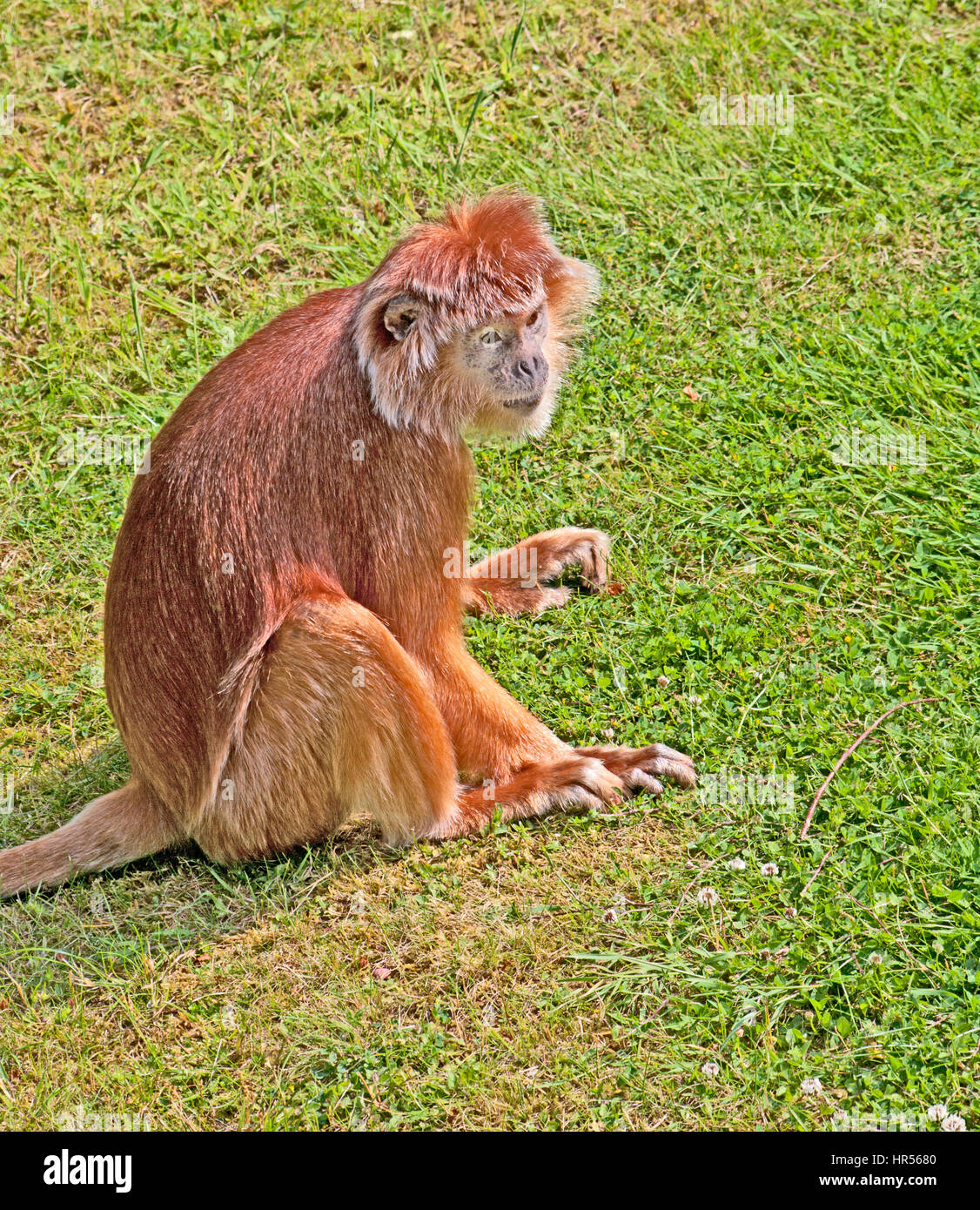 Javan Lutungs Singe, Trachypithecus auratus, Java, Primate, Zoo, Captive, Banque D'Images