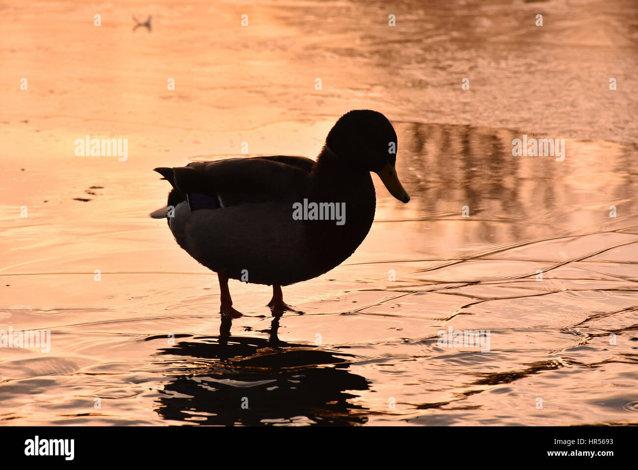 L'article du canard sur la glace pendant le coucher du soleil. Lac de Westport en hiver,Stoke on Trent, Staffordshire, Royaume-Uni.Duck silhouette. Banque D'Images