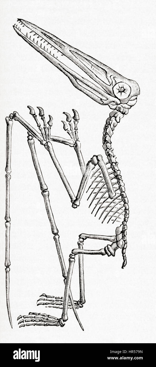 Fossile d'une espèce disparue, Pterodactylus reptile volant genre de ptérosauriens. De Meyers lexique, publié 1927. Banque D'Images