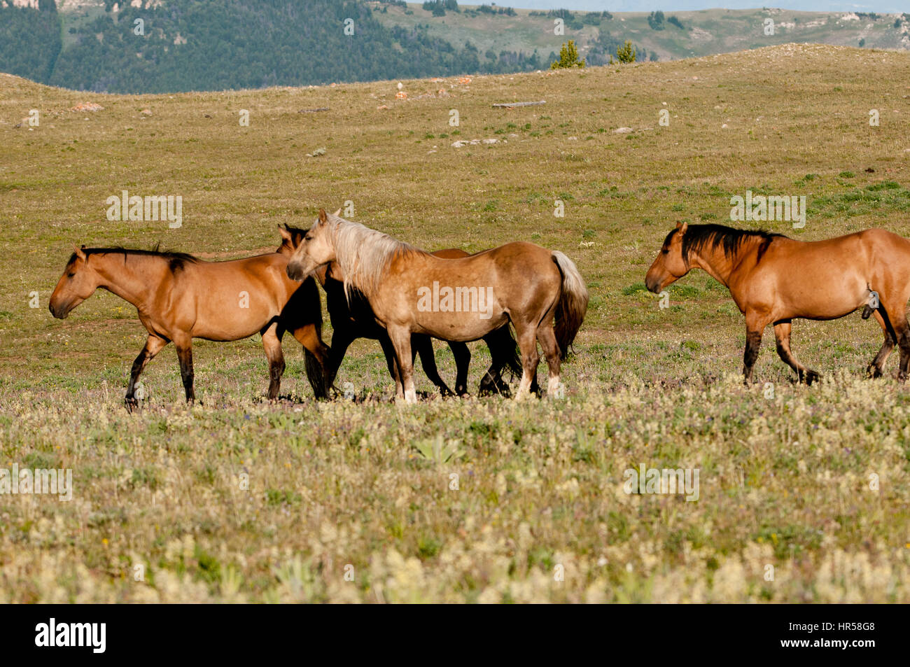 Mustangs Pryor Mountains walking Banque D'Images