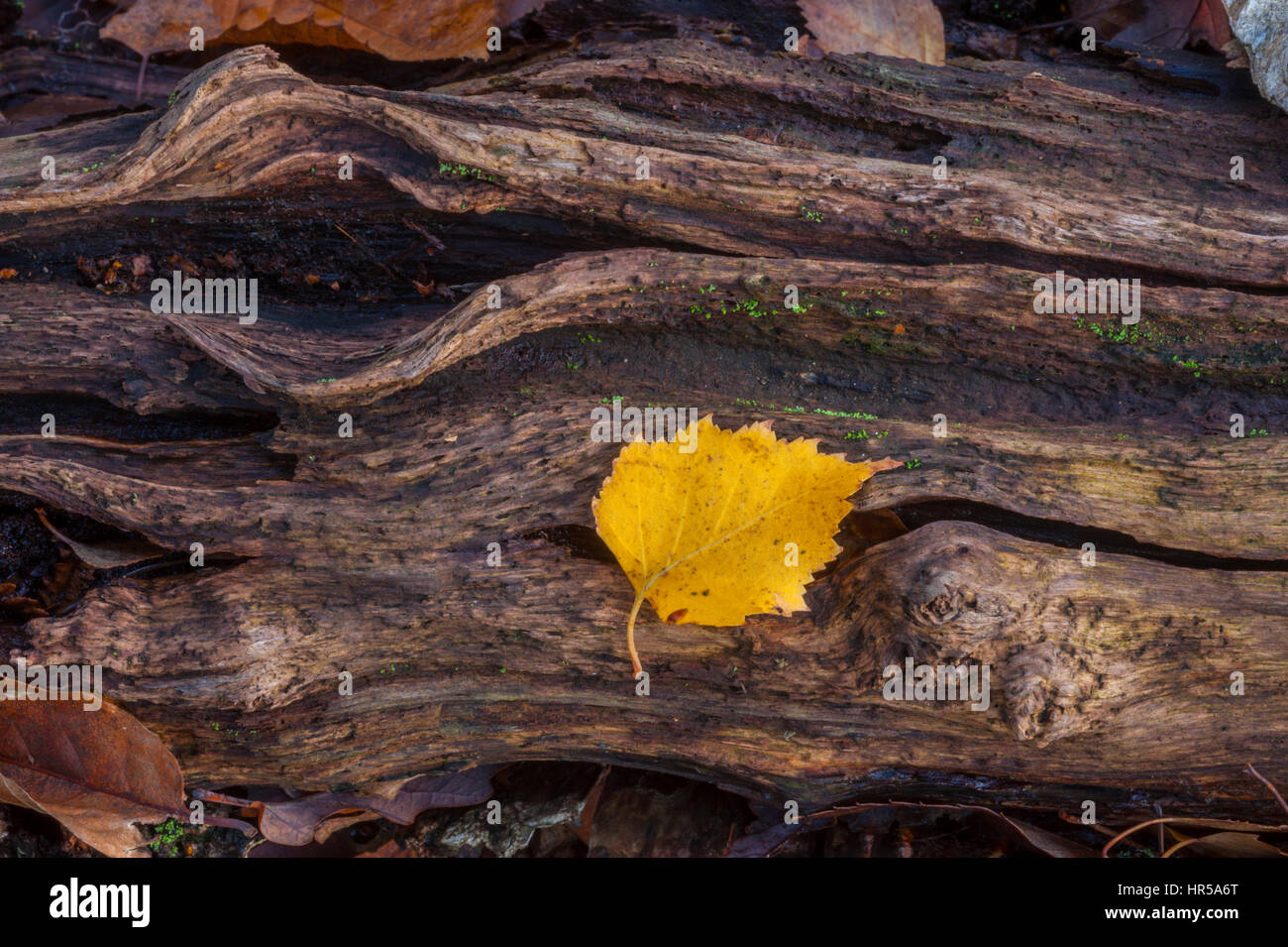 Une feuille de bouleau jaune assis sur un tronc d'arbre bouleau pourri Banque D'Images