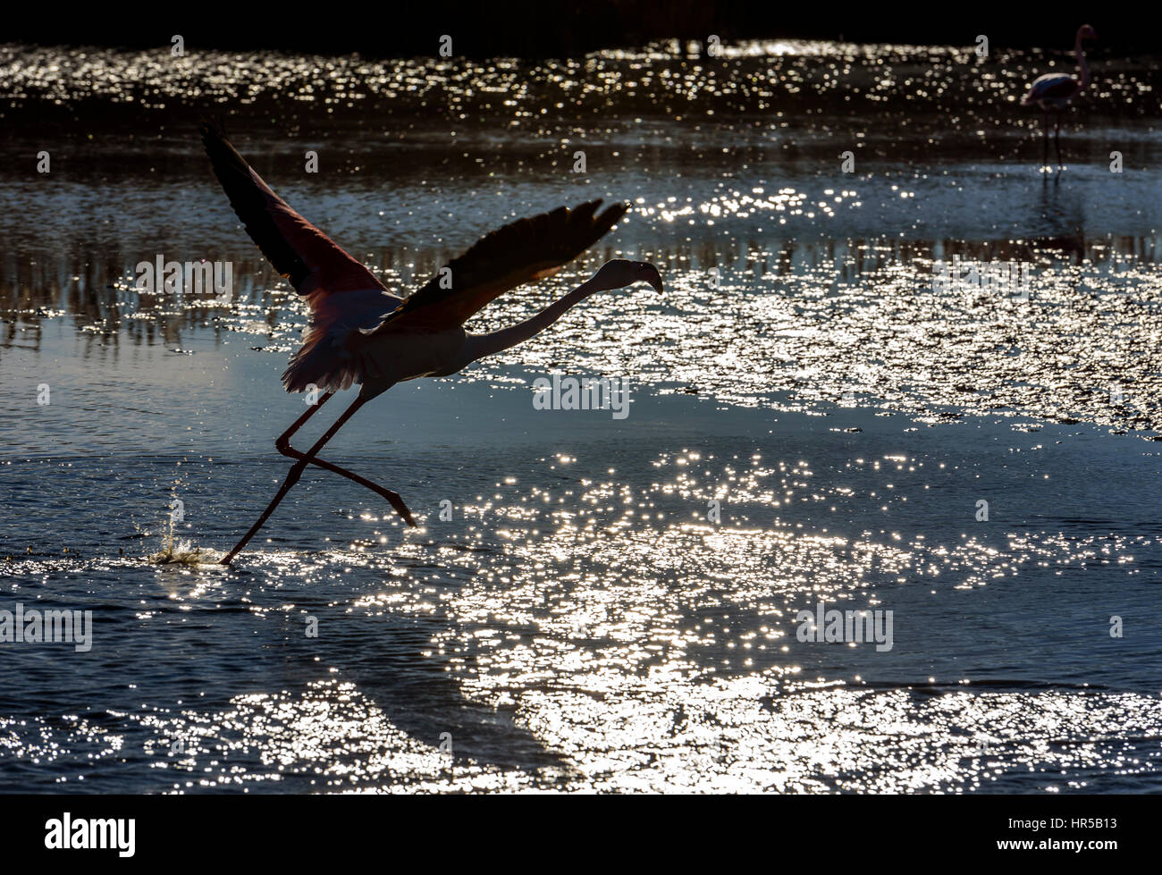 Une silhouette photo d'un flamant rose qui décolle au coucher du soleil en camargue , France. Banque D'Images