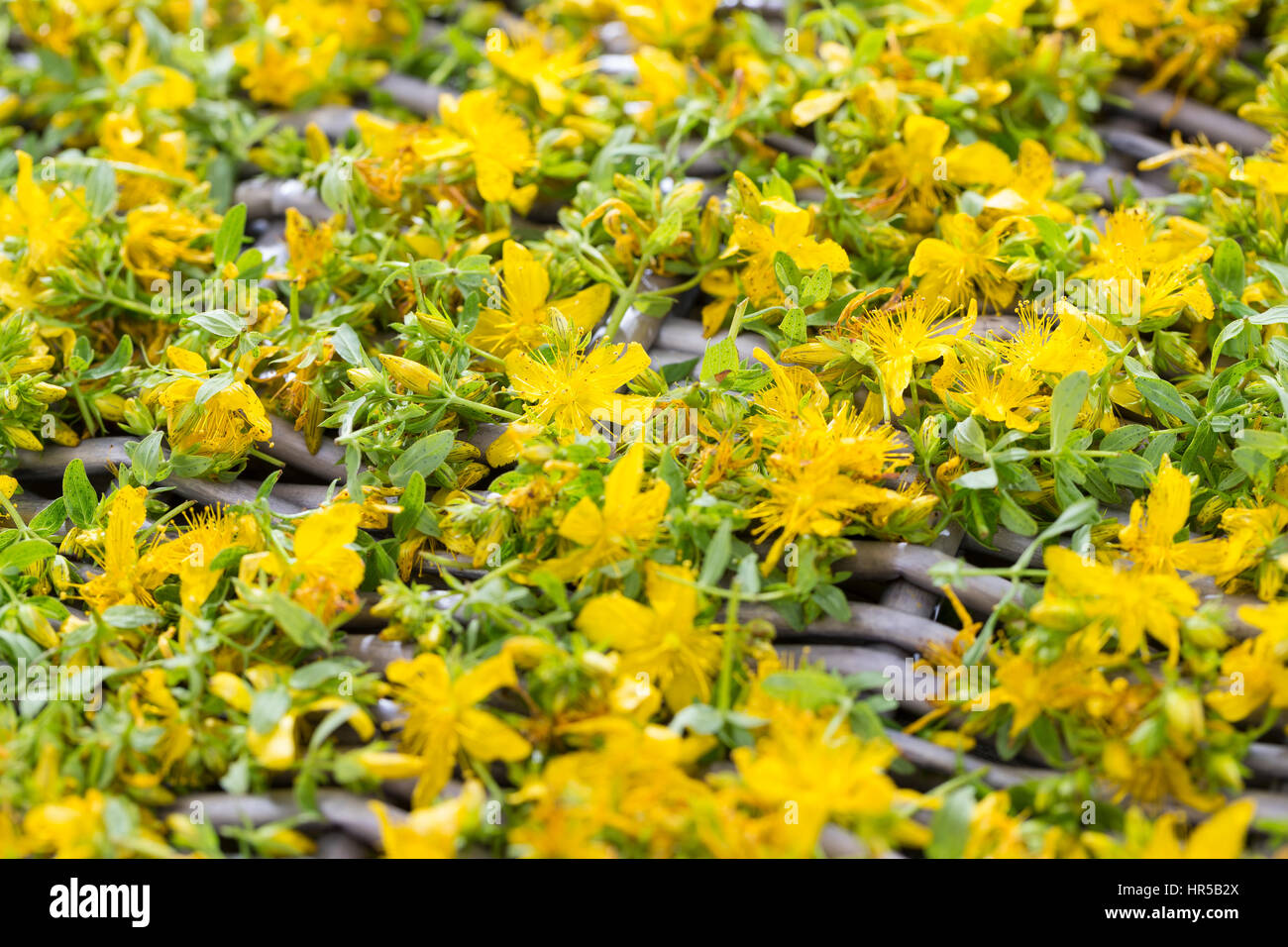 Tüpfel-Johanniskraut, Echtes Johanniskraut, Ernte, Blüten werden schnittholz, trocknen, Durchlöchertes Tüpfeljohanniskraut Tüpfel-Harth Johanniskraut,, Banque D'Images