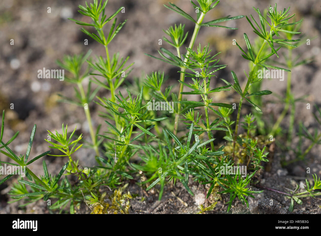 Echtes Labkraut, Blatt, Blätter vor der Blüte, Gelbes Labkraut, Waldstroh Liebfrauenbettstroh Gelbes, Liebkraut Gliedkraut,,, Gelb-Labkraut, Galium ve Banque D'Images