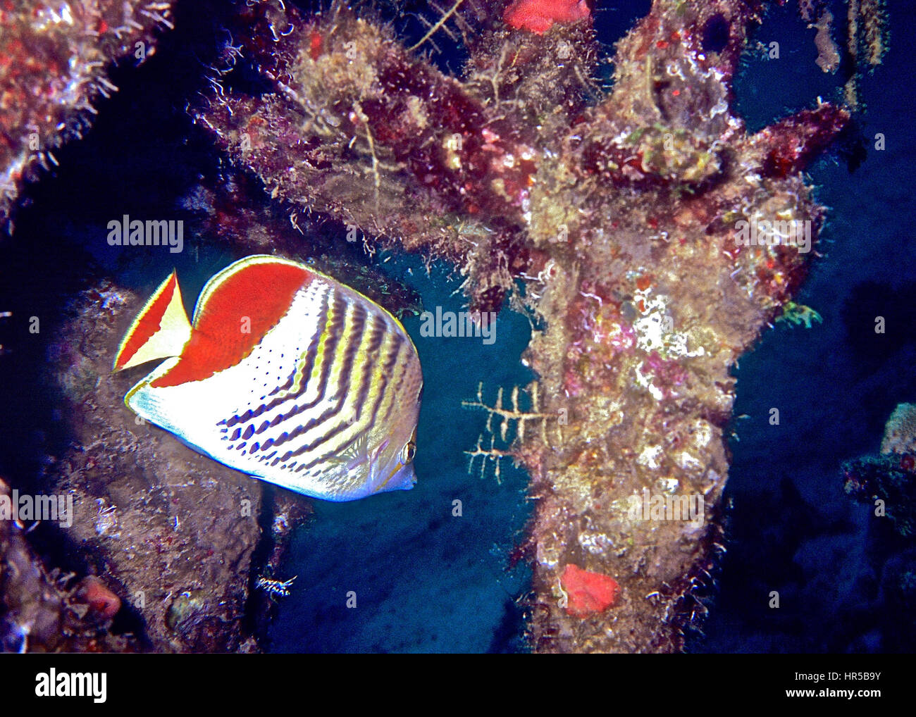 Un éclaté médiocre (Chaetodon xanthurus) à l'abri dans un naufrage incrustés de corail. Photographié dans les eaux de Bali, Indonésie. Banque D'Images